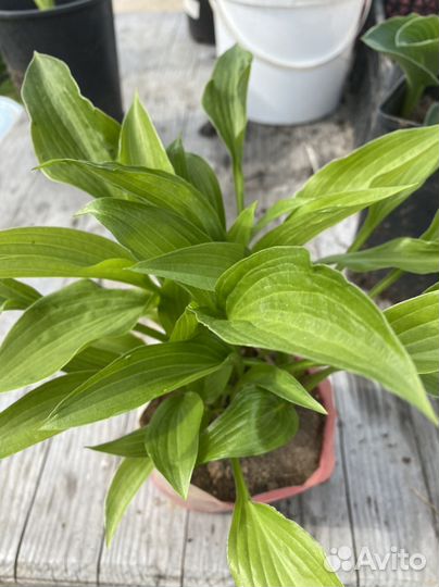 Хоста растение