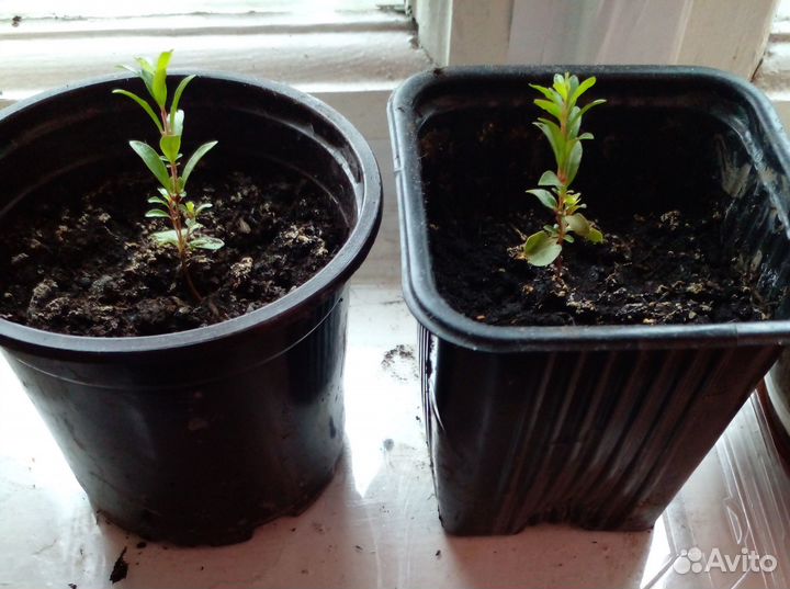 Четыри саженца декоративного комнатного гранатика