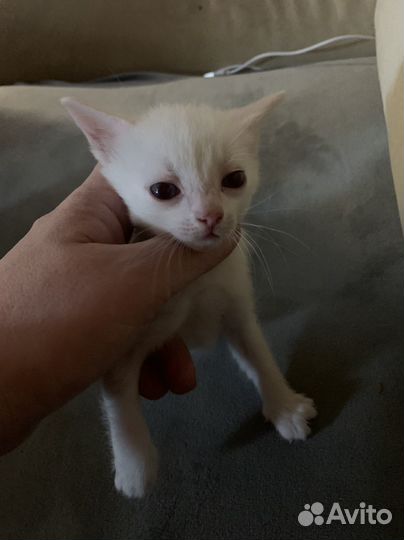 Кошки