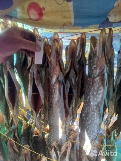 Рыба Щука вяленая