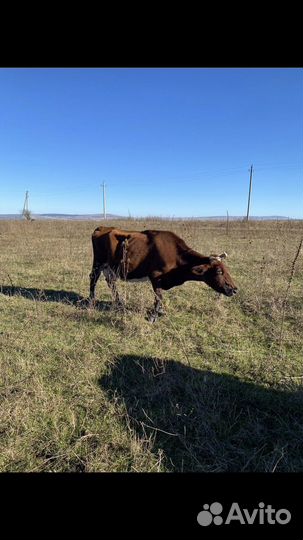 Коровы высокоудойные