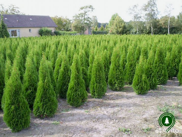 Туя Брабант экстра из питомника