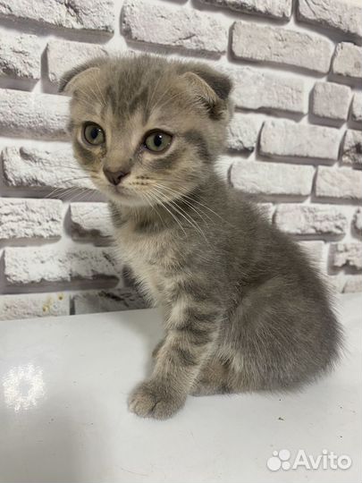 Кошка в дар