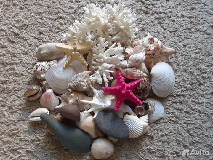 Кораллы, ракушки для аквариума