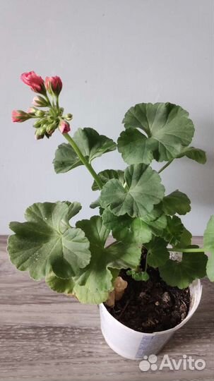 Пеларгония герань