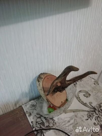 Рога косули