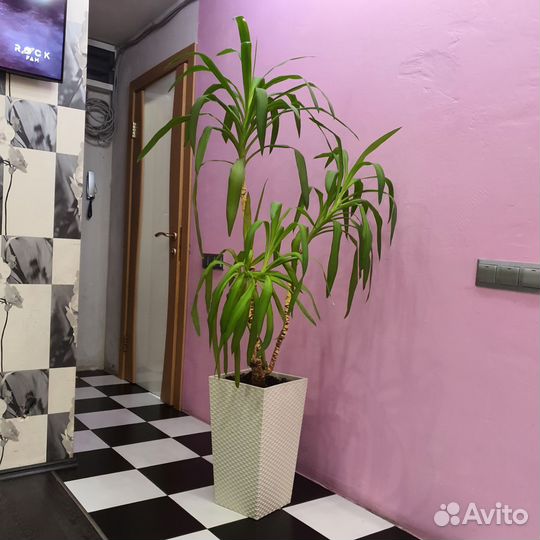 Драцена marginata, цветок пальма 120 см