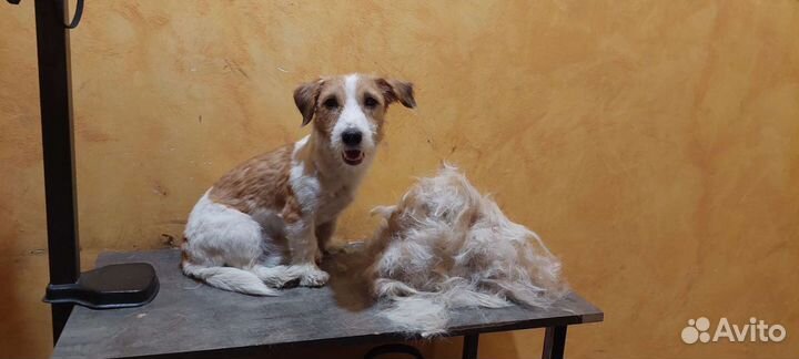 Стрижка и уход за вашими любимцами