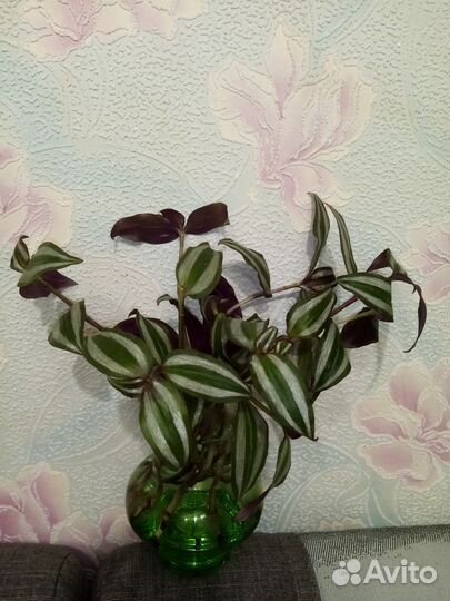 Традесканция зебрина