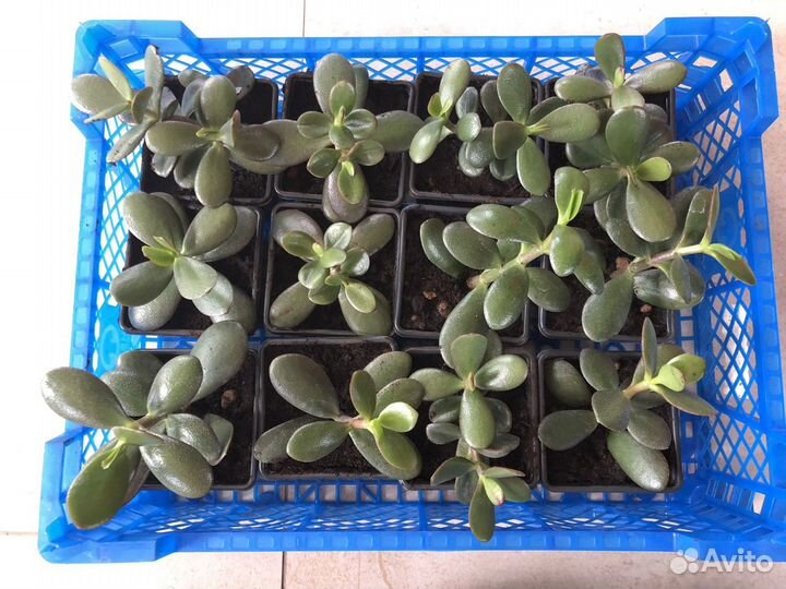 Денежное дерево / толстянка