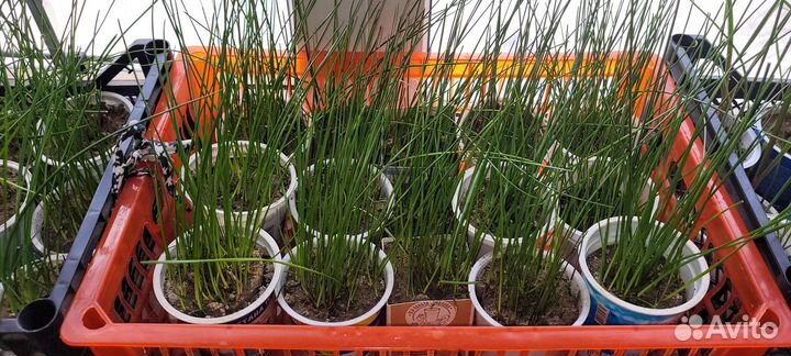 Зефирантес белый и розовый