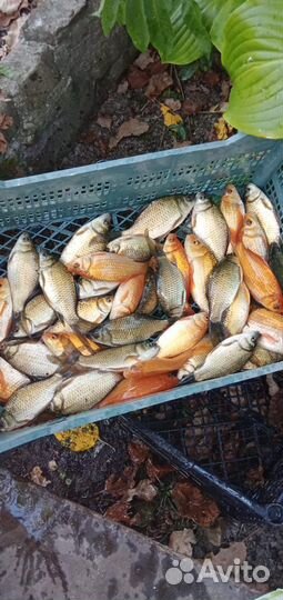 Рыбки кои-караси