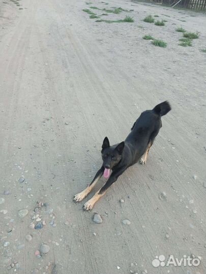 Немецкая овчарка