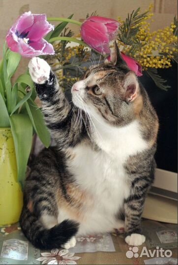 Кошечка Маруся