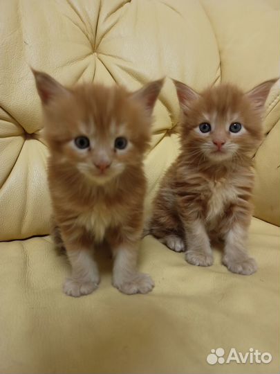 Котята мейн-кун рыжие