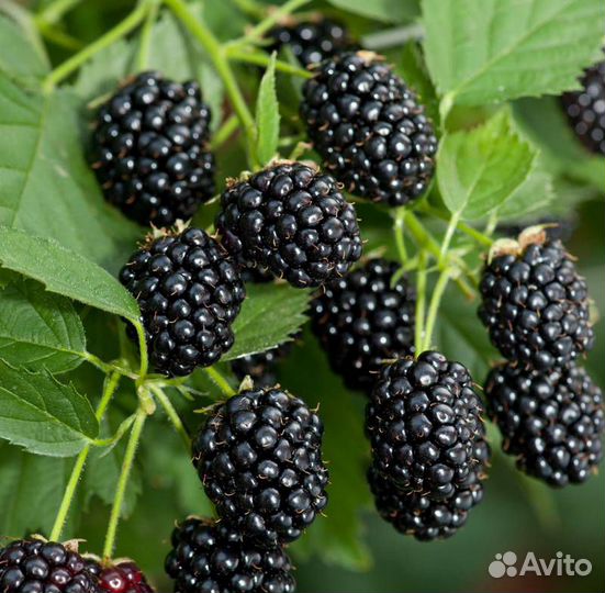 Ежевика садовая саженцы