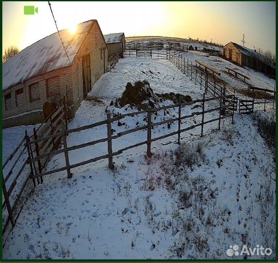 Видеонаблюдение на животноводческую точку