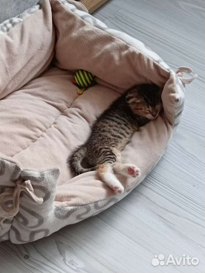 Шотландская вислоухая