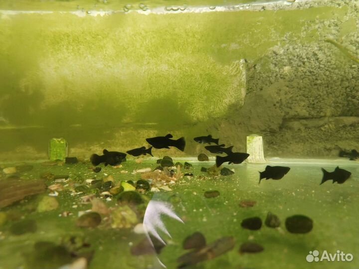 Рыбки Моллинезии