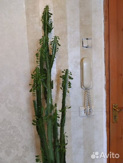 Молочай треугольный