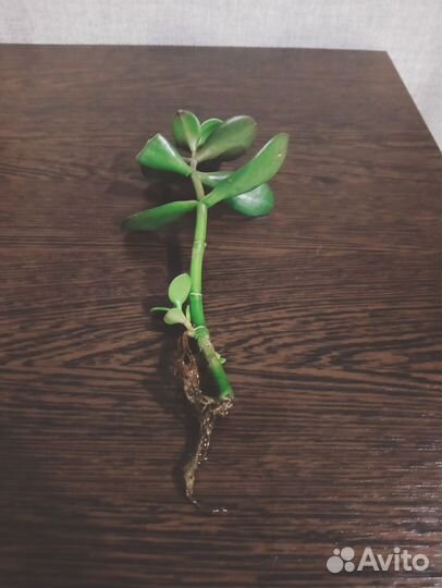 Красула толстянка