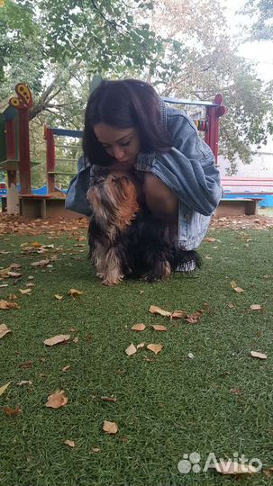 Мини девочка йоркширского терьера