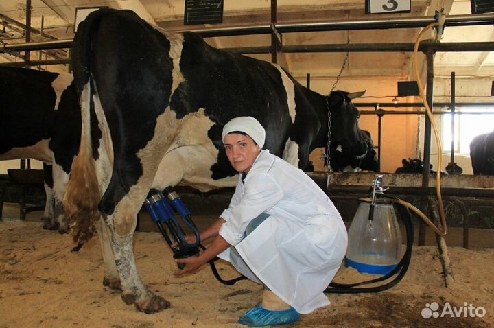 Доярка на ферму с проживанием
