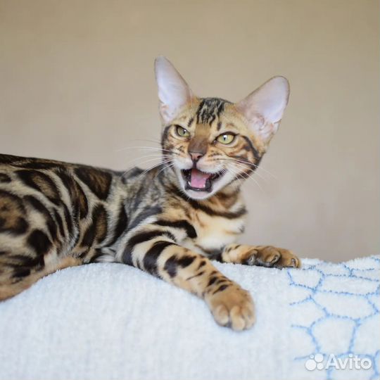 Котёнок мальчик элитный