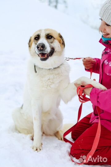 Само очарование Скарлетт бесплатно
