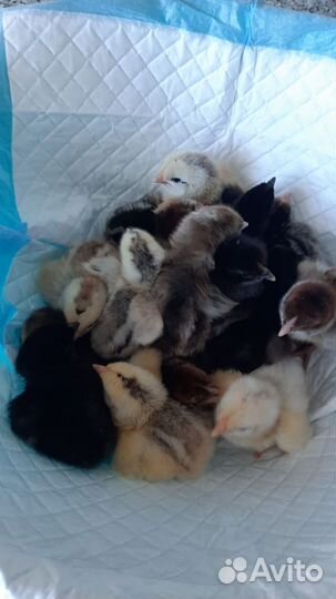 Цыплята суточные