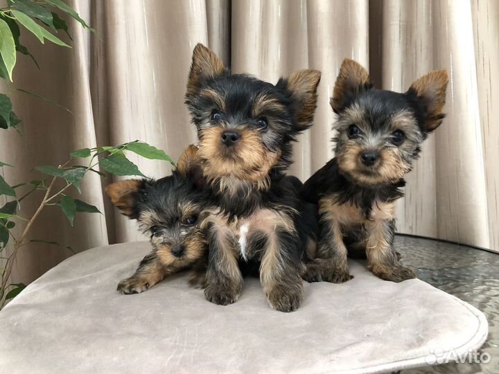 Йоркширский терьер щенки