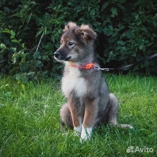 Щенок мальчик в добрые руки бесплатно