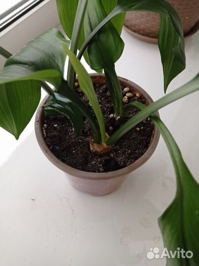 Эухарис амазонская лилия