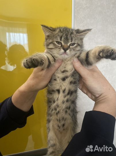 Отдам кошечку в добрые руки