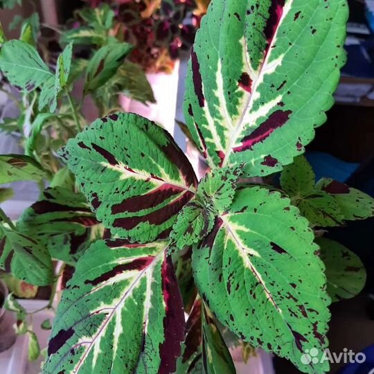 Колеусы вегетативные черенки