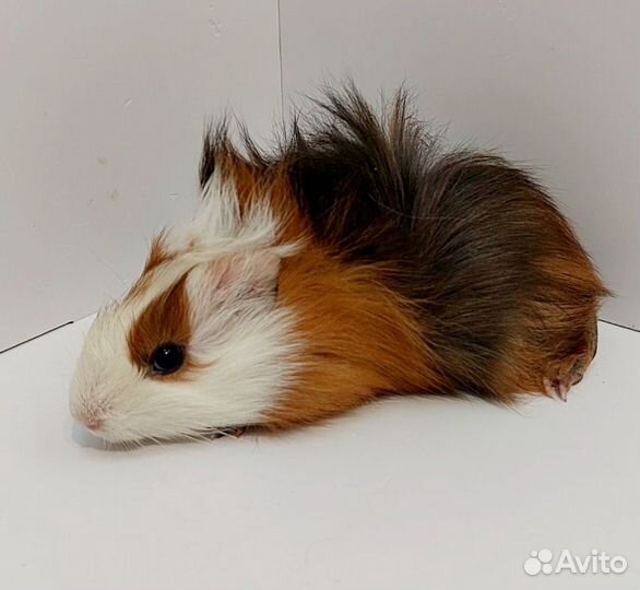 Морские свинки