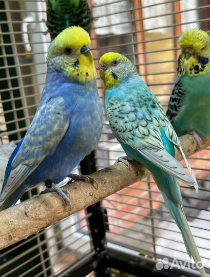 Волнистые попугаи