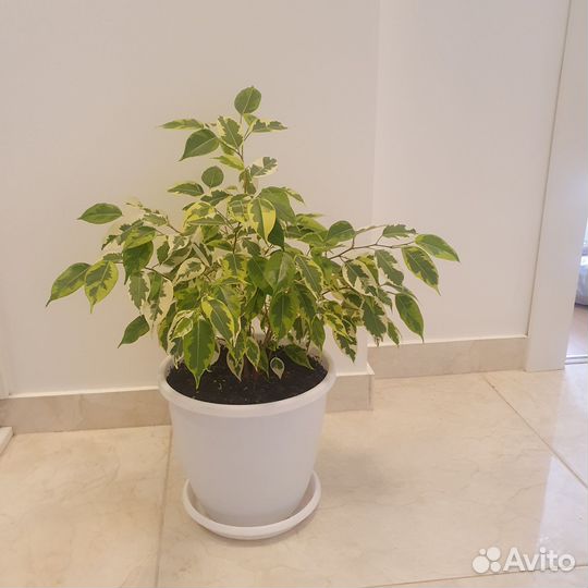 Фикус. Крассула. Традескнция. Хавортия. Хлорофитум