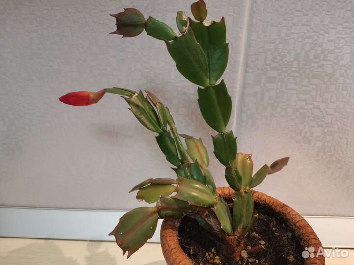 Декабрист шлюмбергера