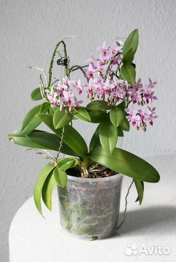 Орхидея фаленопсис