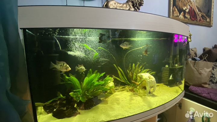 Аквариум