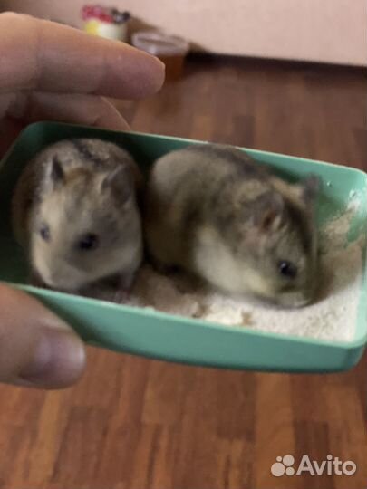 Джунгарский хомяк