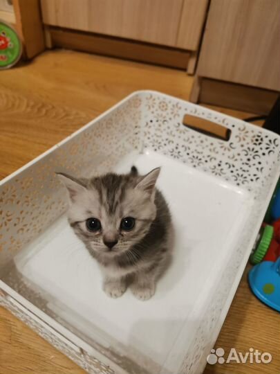 Котята самые лучшие в мире)