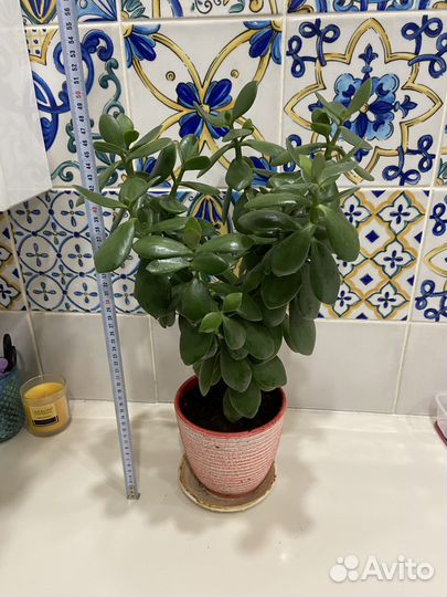 Денежное дерево