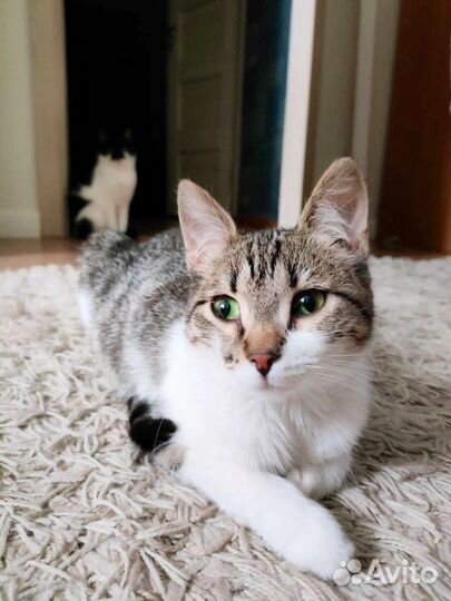 Котенок девочка закончилась Передержка