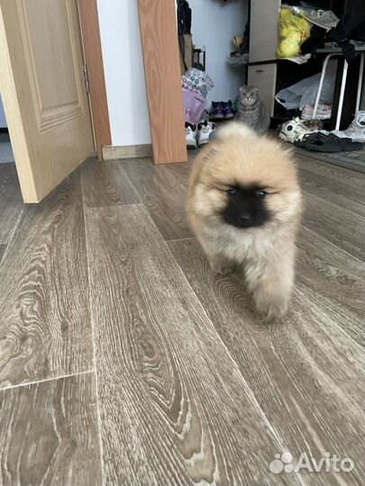 Щенки шпица