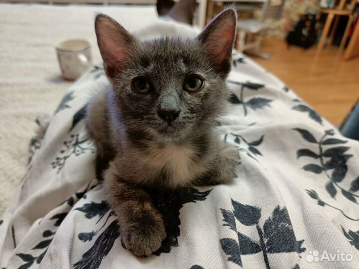 Котенок Малышка