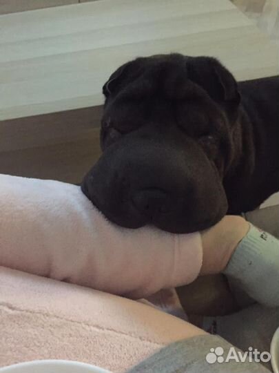 Передержка собак, грызунов догситтер зооняня