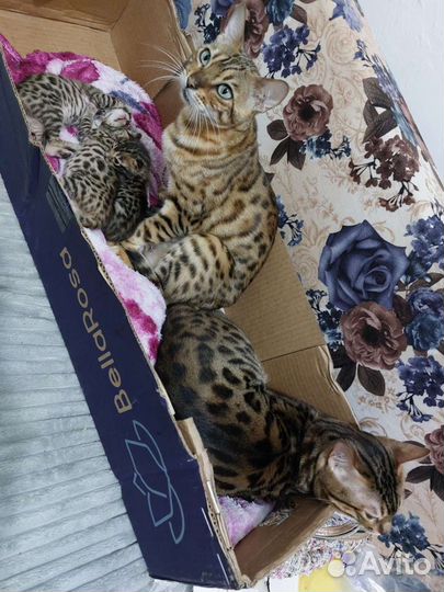 Бенгальский котенок 1 мальчик 1 девочка