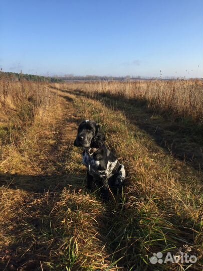 Вязка Русский спаниель